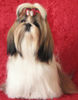 Shih Tzu Hund