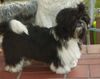 Shih Tzu Foto: Ich werde Papa- Hurra wir bekommen 4 Welpies (ID 34363) Shih Tzu Hund