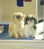 Shih Tzu Foto: mein shih tzu und affenpinschermischling (ID 32639) Shih Tzu Hund