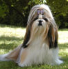 Shih Tzu Hund