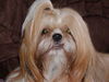 Shih Tzu Hund