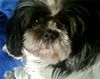 Shih Tzu Foto: das ist Funny eine Shih Tzu Dame (ID 29241) Shih Tzu Hund