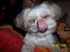 Shih Tzu Foto: tja das ist unser gizzy nach dem fressen!! (ID 19718) Shih Tzu Hund