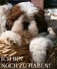 Shih Tzu Foto: Na, bin ich nicht eine süße, feuerrote Zuckerschnute? (ID 11612) Shih Tzu Hund