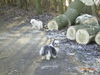 Shih Tzu Foto: Jack und Joy (ID 33330) Shih Tzu Hund