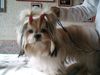 Shih Tzu Foto: Shih-Tzu Hündin Joice (ID 15950) Shih Tzu Hund