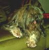 Shih Tzu Foto: Knud mit 15 Jahren (ID 12588) Shih Tzu Hund
