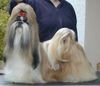 Shih Tzu Foto: CH. Chinua Makarena Gold Nugget - bred + owned by N. Chernova; perfectly styled by Melanie (White Magic Kennels) (ID 1082) Shih Tzu Hund