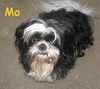 Shih Tzu Foto: Ich werde bald Papa! (ID 27881) Shih Tzu Hund