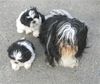 Shih Tzu Foto: Mo und seine Söhne (ID 32419) Shih Tzu Hund