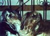 Shih Tzu Foto: Ödi und Knud - 14 Jahre alt (ID 12587) Shih Tzu Hund
