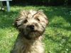 Shih Tzu Foto: shi tzu- yorkie mix Pernot (ID 31789) Shih Tzu Hund