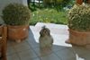 Shih Tzu Foto: Meine Schiwa (ID 11711) Shih Tzu Hund