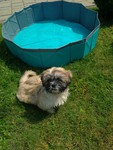 Shih Tzu Hund