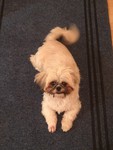 Shih Tzu Hund