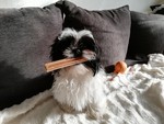 Shih Tzu Hund