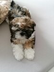 Shih Tzu Hund