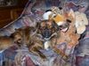 Shih Tzu Foto: Shilas Kuschelplatz (ID 26845) Shih Tzu Hund