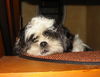 Shih Tzu Foto: Shiva (ID 32957) Shih Tzu Hund