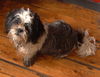 Shih Tzu Foto: kleiner schoßhund... (ID 34863) Shih Tzu Hund