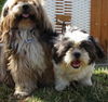 Shih Tzu Foto: shiva und sherab (ID 33089) Shih Tzu Hund