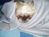 Shih Tzu Foto: Unsere süsse Buffy (ID 30618) Shih Tzu Hund