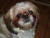 Shih Tzu Foto: Unsere süsse Buffy (ID 30619) Shih Tzu Hund