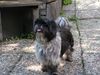 Shih Tzu Foto: teddy (ID 24564) Shih Tzu Hund