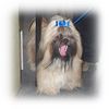 Shih Tzu Foto: Kitaro (ID 6943) Shih Tzu Hund