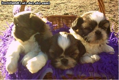 Shih Tzu Hunde Foto 8758 Shih Tzu Drei Shih-Tzu-Babys vom Spatzenhaus