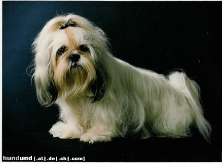 Shih Tzu Hunde Foto 4967 Shih Tzu Mein Liebling