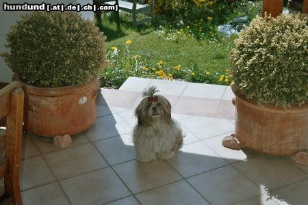 Shih Tzu Hunde Foto 11711 Shih Tzu Meine Schiwa