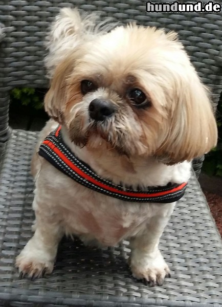 Shih Tzu Hunde Foto 47572 Shih Tzu Alana am 1.7.2003 geboren