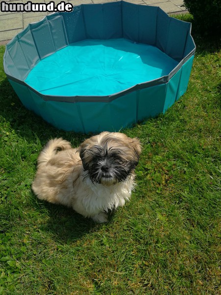 Shih Tzu Cookie und ihr Schwimmbad 