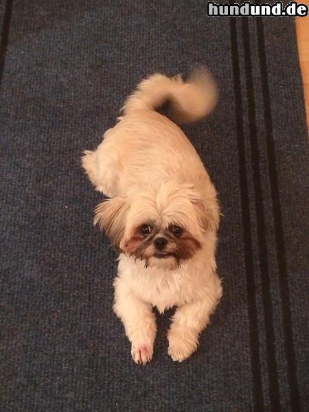 Shih Tzu Cookie, Geb. 1.5.2018