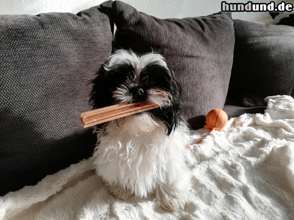 Shih Tzu Hunde Foto 47721 Shih Tzu Daisy 16 Wochen alt