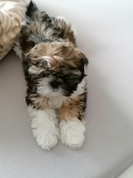 Shih Tzu