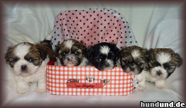 Shih Tzu Unsere aktuellen Welpen im Alter von 6 Wochen