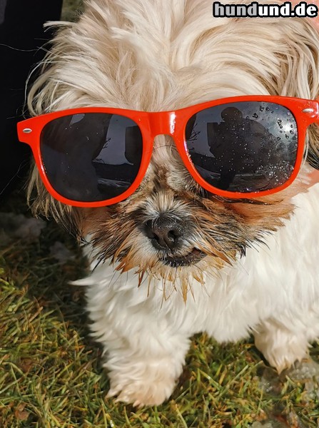 Shih Tzu Hunde Foto 47730 Shih Tzu Cookie geboren 1.5.2018