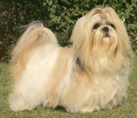 Shih Tzu Hunde Foto 120 Shih Tzu