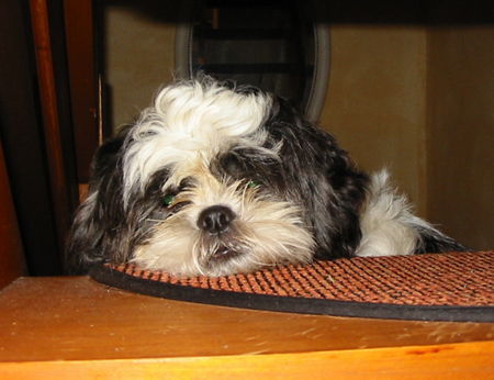 Shih Tzu Hunde Foto 32957 in höherer Auflösung ansehen Shih Tzu Shiva