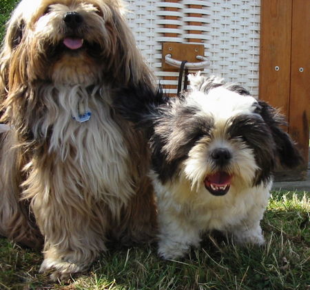 Shih Tzu Hunde Foto 33089 in höherer Auflösung ansehen Shih Tzu shiva und sherab