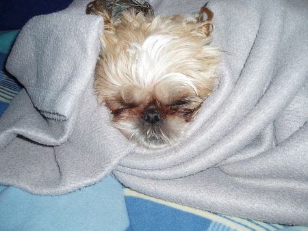Shih Tzu Hunde Foto 30618 in höherer Auflösung ansehen Shih Tzu Unsere süsse Buffy