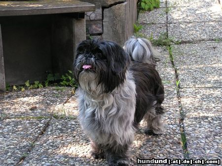 Shih Tzu Hunde Foto 24564 in höherer Auflösung ansehen Shih Tzu teddy