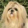 Shih Tzu, Chrysanthemenhund