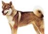 Shikoku Hund