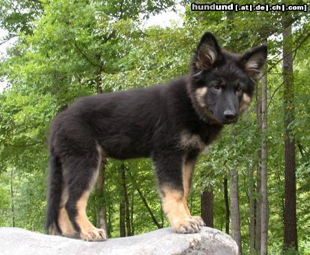 Shiloh Shepherd Kai Bär von Dayspring (14 Wochen)