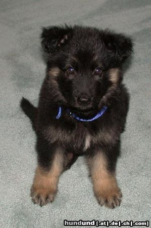 Shiloh Shepherd Kai Bär von Dayspring (7 Wochen)