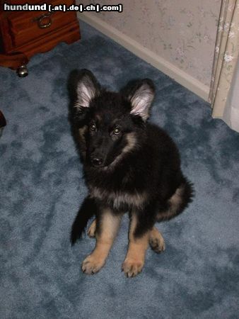 Shiloh Shepherd Kai Bär von Dayspring (12 Wochen)