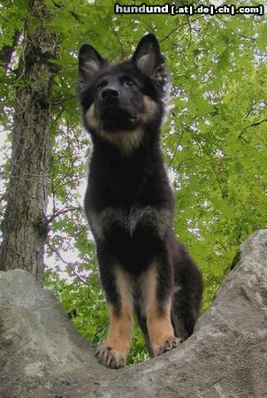 Shiloh Shepherd Kai Bär von Dayspring (16 Wochen)